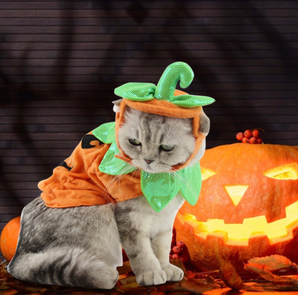Pumpkin Cat Halloween Costume